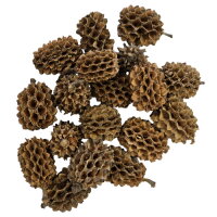 Hobby Casuarina Cones (25 Stück)
