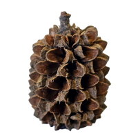 Hobby Casuarina Cones (25 Stück)