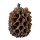 Hobby Casuarina Cones (25 Stück)