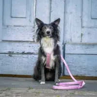 anny-x Brustgeschirr Fun Zuckerwatte L