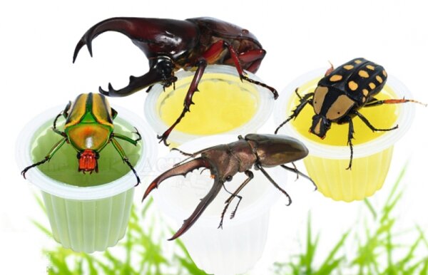 The Pet Factory Beetle Jelly Mix 15er Pack (Banane, Orange, Melone, Pfirsich