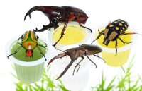 The Pet Factory Beetle Jelly Mix 15er Pack (Banane, Orange, Melone, Pfirsich