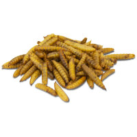 JR FARM Soldatenfliegen (Hermetia) in der Dose 70g