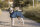 Trixie Mantel Minot Sherpa, S: 36 cm, dunkelblau
