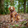 anny-x Brustgeschirr Fun Rosenholz M
