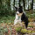 anny-x Brustgeschirr Fun Wacholder L
