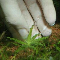JBL PROScape Plantis Pins (12 St)