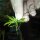JBL PROScape Plantis Pins (12 St)