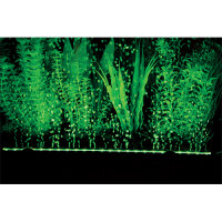 Hobby Bubble Air LED color & moon 18cm