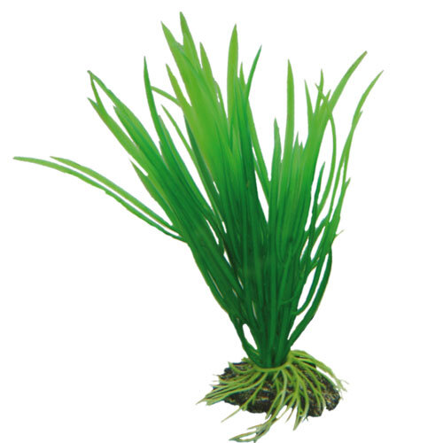 Hobby Cyperus, 16 cm