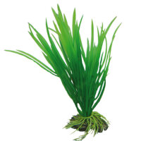 Hobby Cyperus, 16 cm