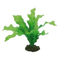 Hobby Echinodrus, 20 cm