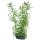 Hobby Heteranthera 25cm