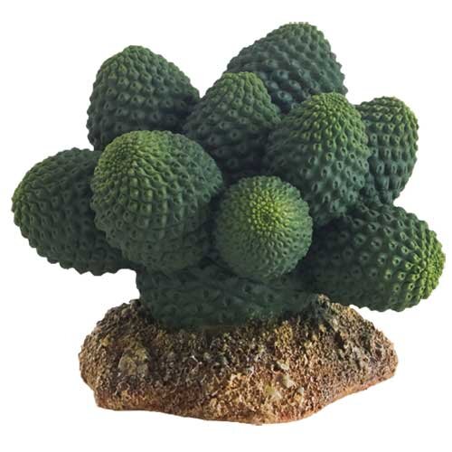 Hobby Kaktus "Atacama" 7cm