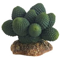 Hobby Kaktus "Atacama" 7cm