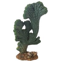 Hobby Kaktus "Victoria 2" (22cm)