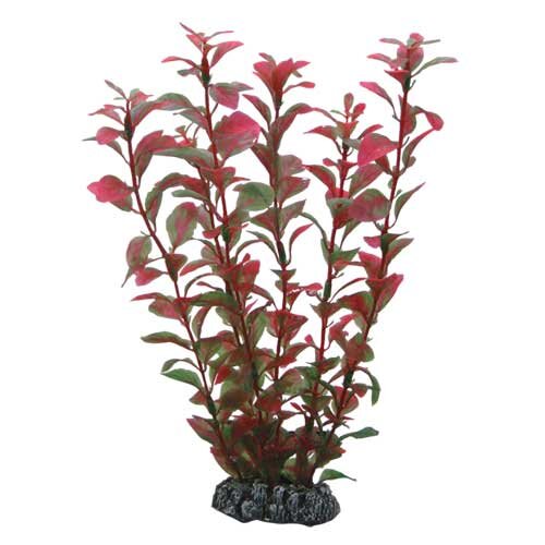 Hobby Ludwigia, 25 cm