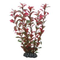 Hobby Ludwigia, 25 cm