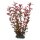 Hobby Ludwigia, 25 cm