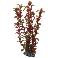 Hobby Rotala, 16 cm