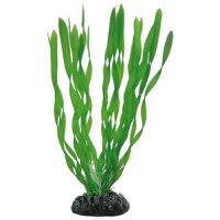 Hobby Vallisneria, 20 cm