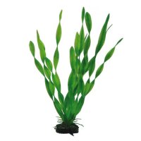 Hobby Vallisneria, 46 cm