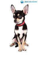 Aqua Coolkeeper Collar Red Western XXS 12 - 16cm