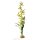 Exo Terra Spinnen Orchidee