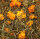 JR FARM Blütenwiese 100 g