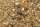 JR FARM Hamster- Schmaus 600g