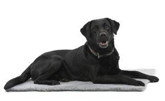 Trilus Vet Bett rutschfest 102x76cm