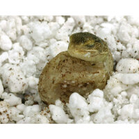 Lucky Reptile HatchRite 2 L