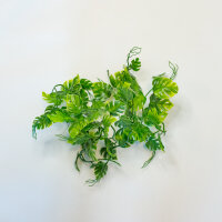 Lucky Reptile Jungle Vine Pothos Ranke ca. 200cm
