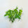 Lucky Reptile Jungle Vine Pothos Ranke ca. 200cm
